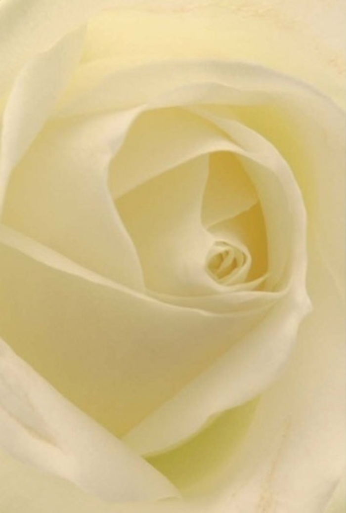 Gazing up close at this classic Clerkenwell white rose, one is enveloped by an atmosphere of tranquility-each creamy, softly shaded petal layered in delicate harmony, glowing gently under the filtered daylight so characteristic of London's side streets. The bloom appears almost illuminated from within, its luminescent heart radiating calm purpose. As a local florist, I see the elegant spiral at the centre as a symbol of pure intent and unwavering resilience, suitable not just for romantic gestures but as a centrepiece at a wedding reception near Smithfield Market or a meaningful apology to someone cherished. The nuanced play between pearl-white and soft cream evokes the gentle diversity of light across Clerkenwell's facades, while the faintest hint of sweet fragrance drifts up-a subtle yet profound sensory signature. The composition's balanced shadows and luminosity give the rose a depth that transcends its form, making it an exemplar of nature's artistry and human care. It's a flower for any occasion: serene, gracious, and infused with the gentle character of Clerkenwell, available for thoughtful, same-day delivery to any cherished doorstep in the area.